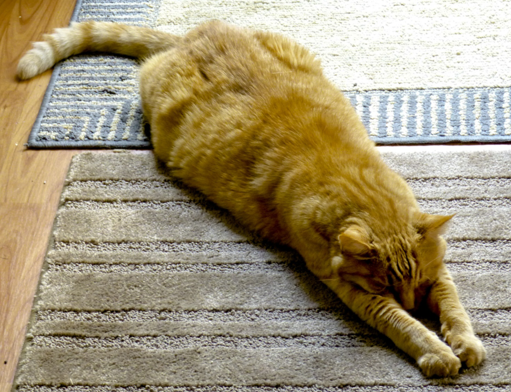 Orange cat stretching